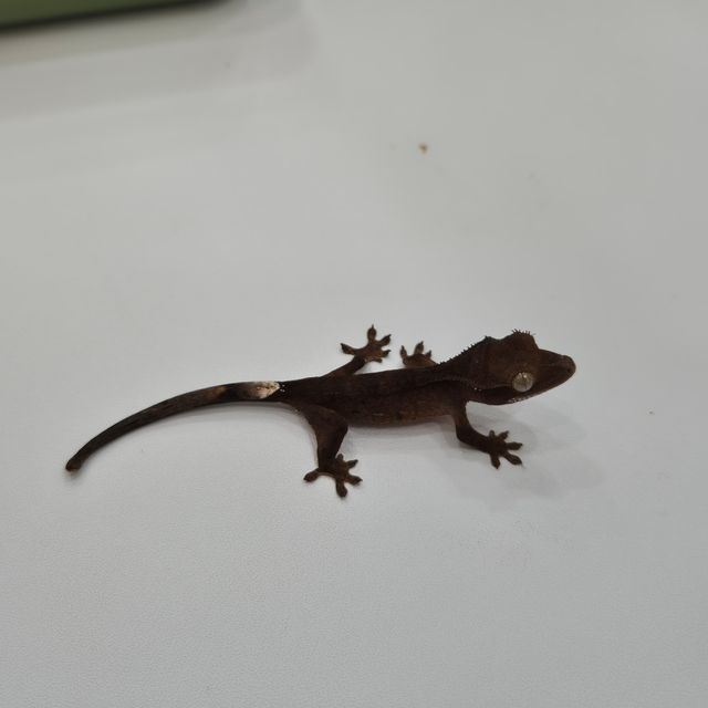챠콜 블랙