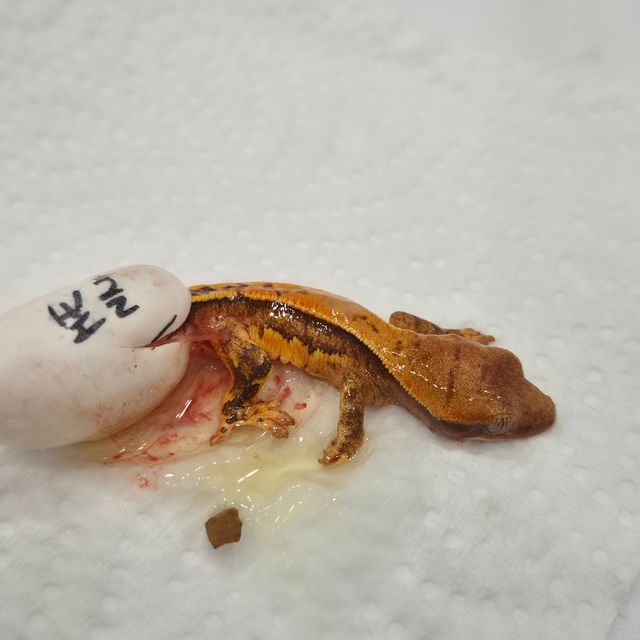 노멀 트라이 텐저린 쿼드