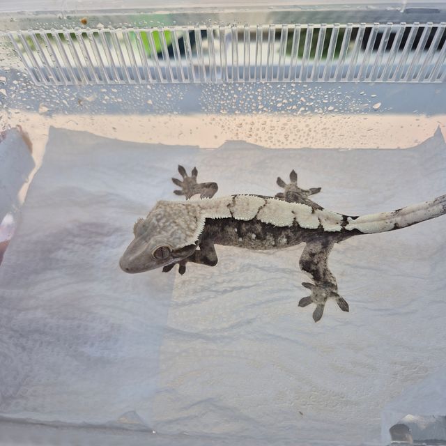 세이블 드리피