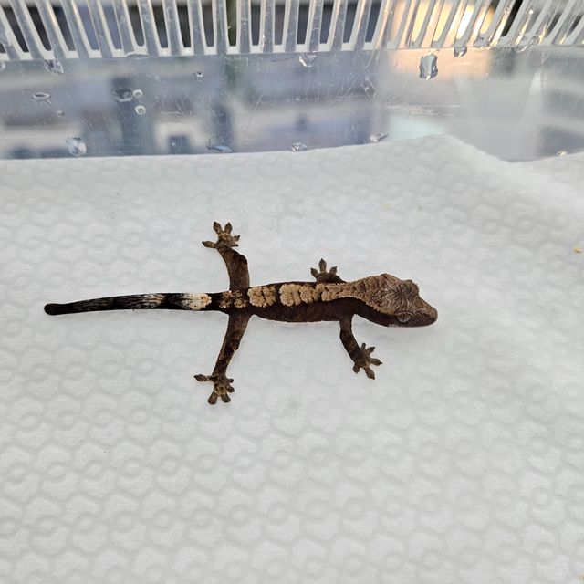세이블