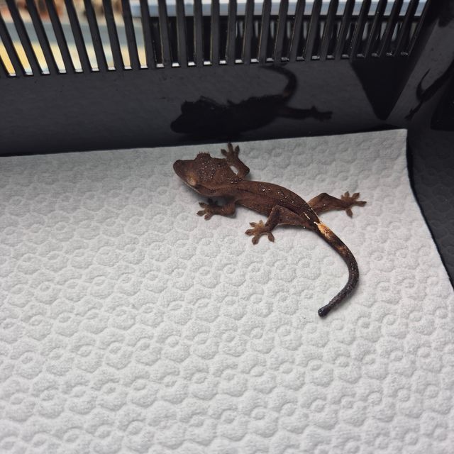블랙 챠콜