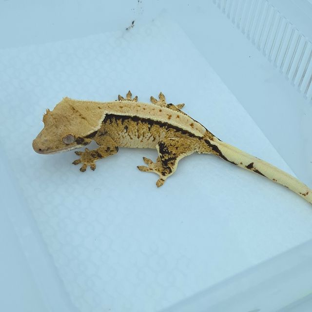 트라이 익스트림할리퀸