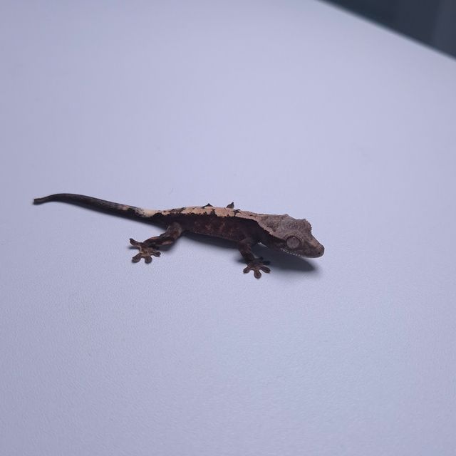 세이블