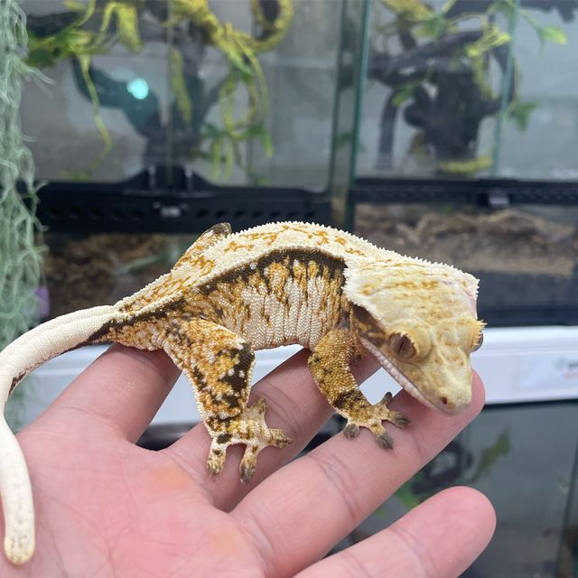 트라이 익스트림할리퀸 핀스트라이프