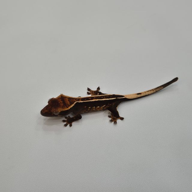 블랙 엠티백