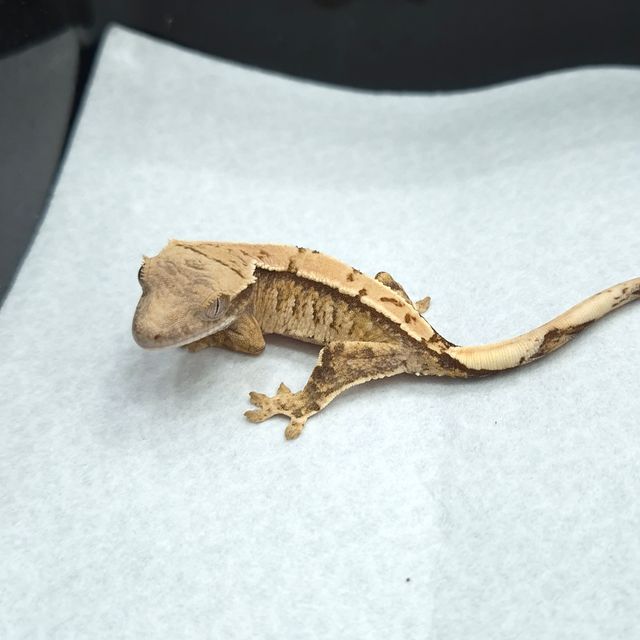 트라이 익스트림할리퀸 텐저린