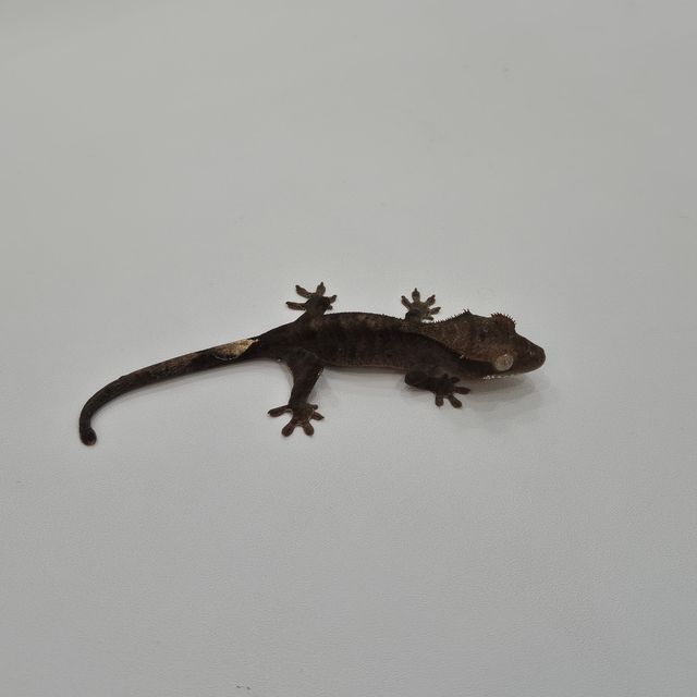 블랙 챠콜