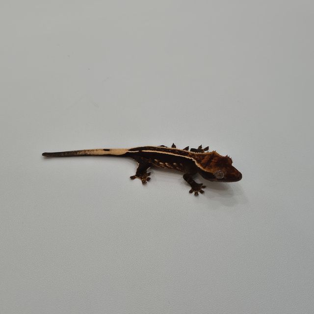 블랙 엠티백
