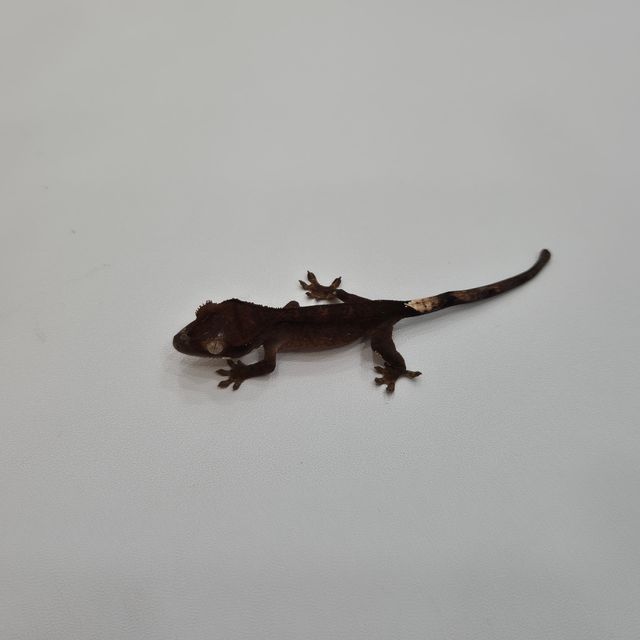 블랙 챠콜
