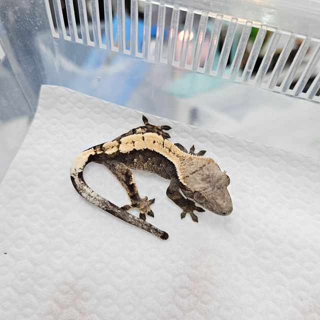 세이블