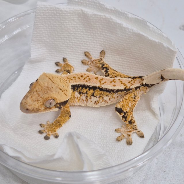 드리피 쿼드 핀스트라이프 화이트스팟 트라이