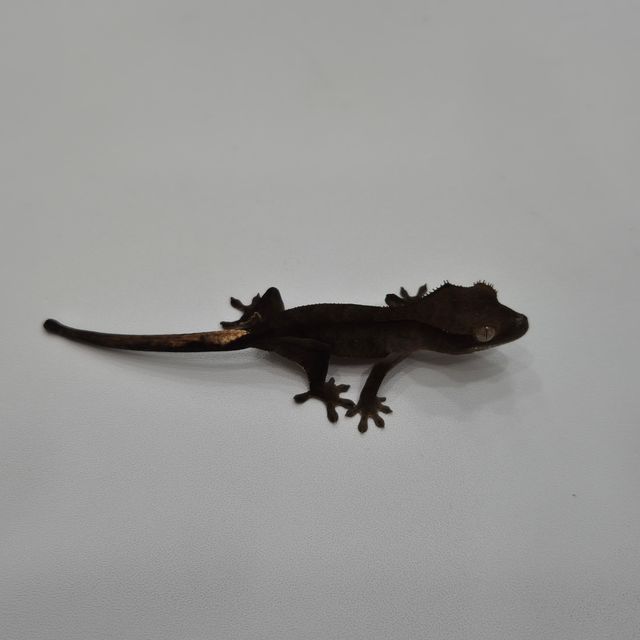 챠콜 블랙