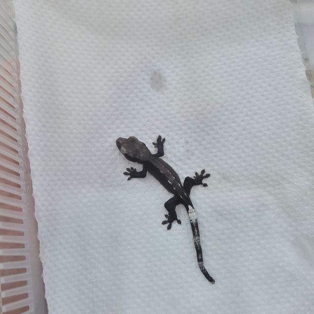 아잔틱