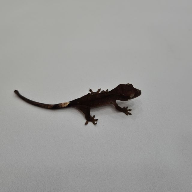 블랙 챠콜