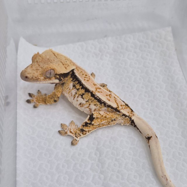 드리피 쿼드 핀스트라이프 화이트스팟 트라이