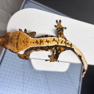 노멀 트라이 익스트림할리퀸