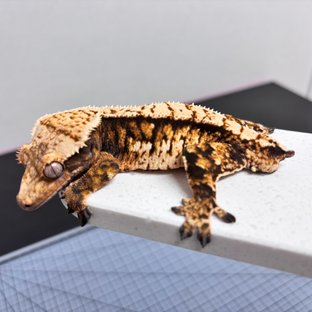 노멀 트라이 익스트림할리퀸