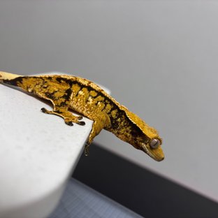 노멀 트라이 익스트림할리퀸