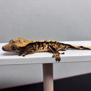 노멀 트라이 익스트림할리퀸