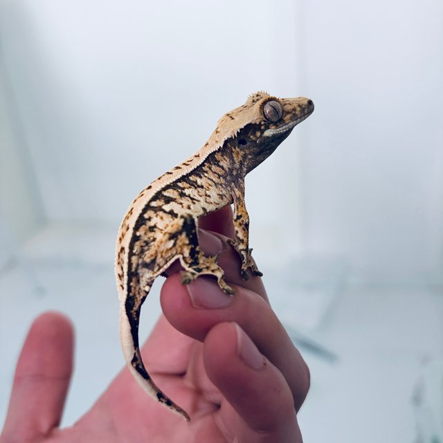 노멀 익스트림할리퀸 쿼드 풀핀 화이트스팟