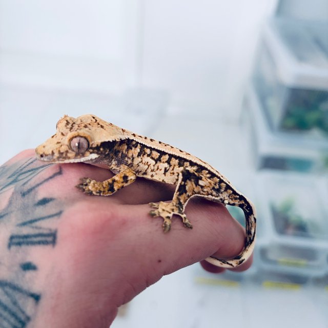 노멀 익스트림할리퀸 쿼드 풀핀 화이트스팟