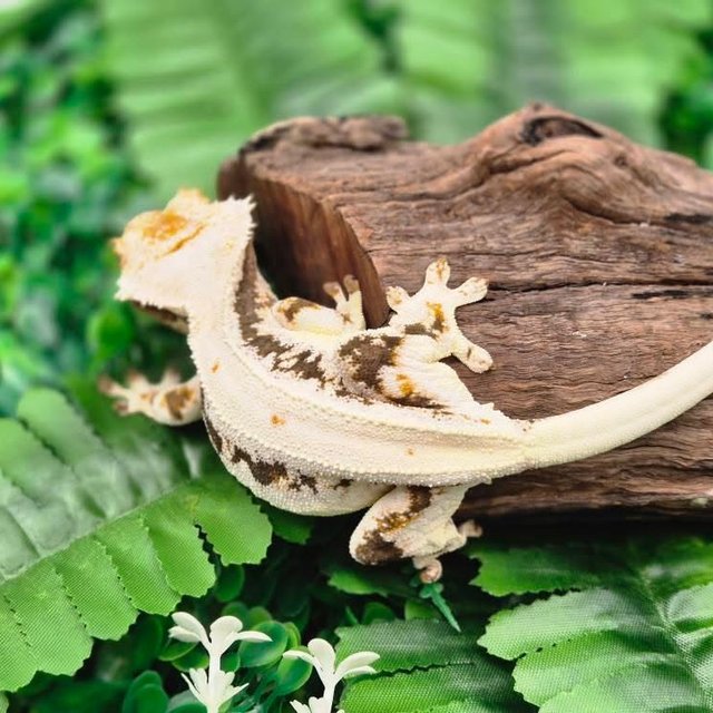 릴리100%헷아잔틱