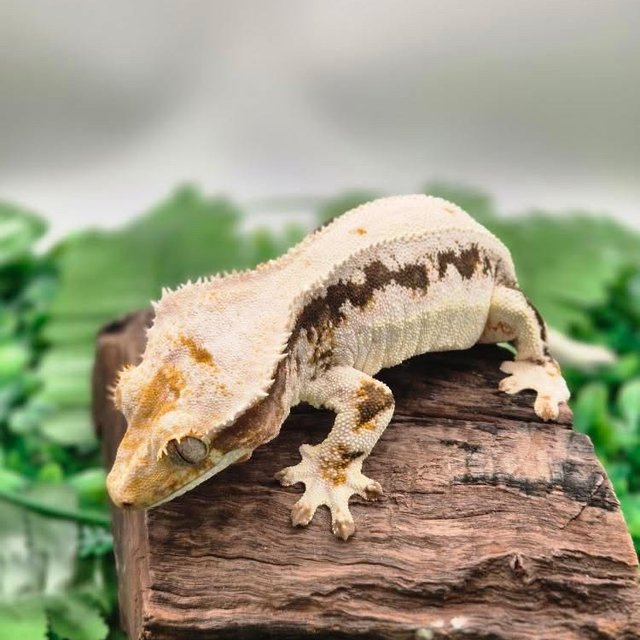 릴리100%헷아잔틱