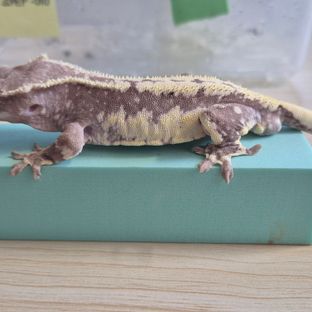 릴잔틱