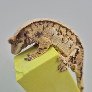 트라이