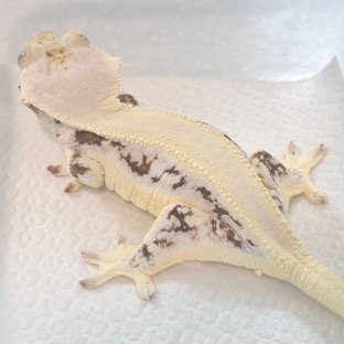 릴리화이트 솔리드백