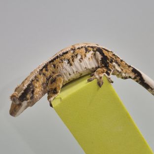 바브 트라이