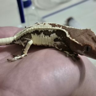 프라푸치노