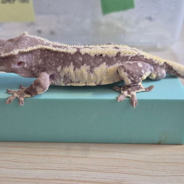 릴잔틱