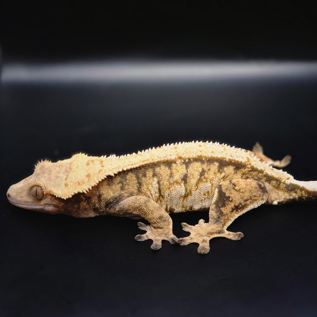 텐저린 익스트림할리퀸 트라이