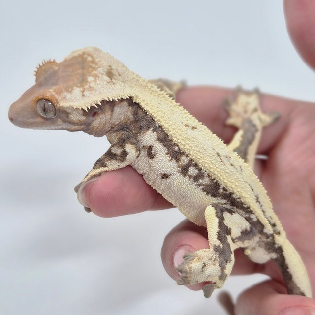 텐저린 익스트림할리퀸 트라이