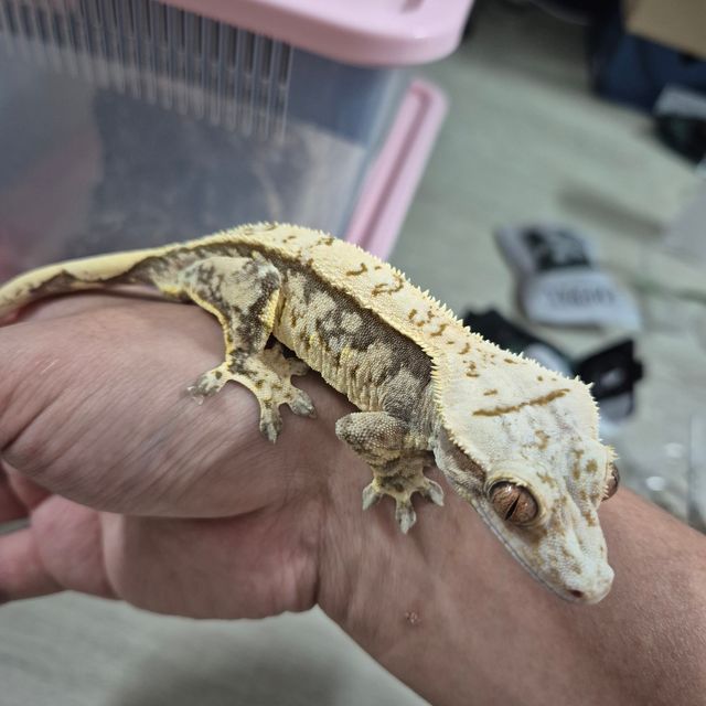 트라이