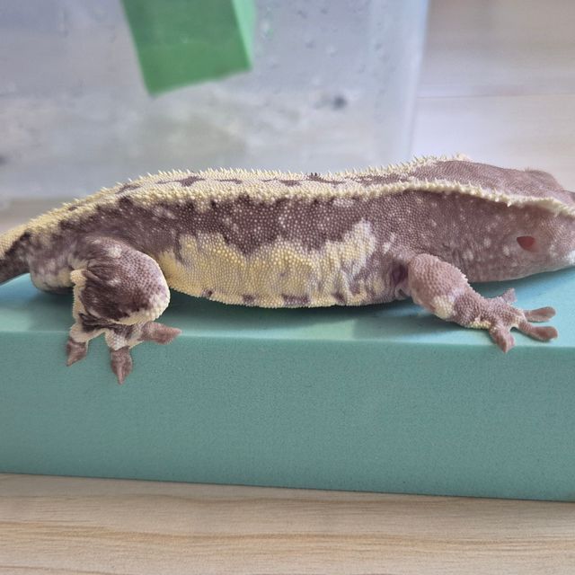 릴잔틱