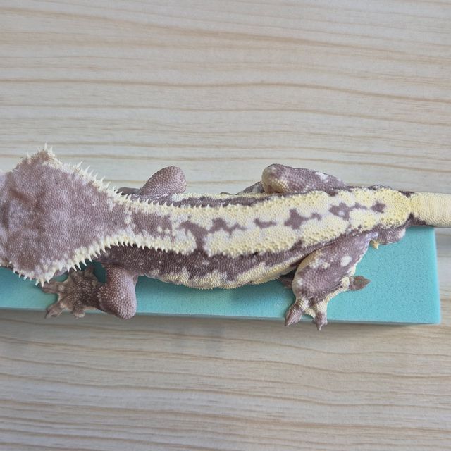 릴잔틱