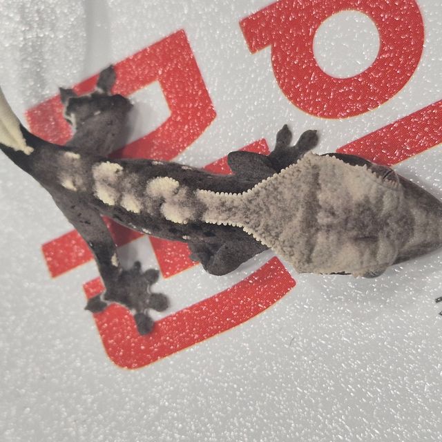 아잔틱