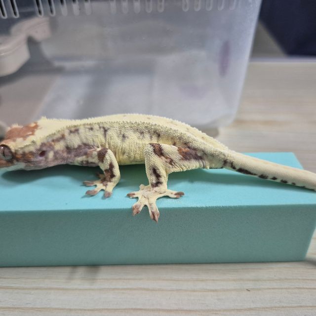 프라푸치노