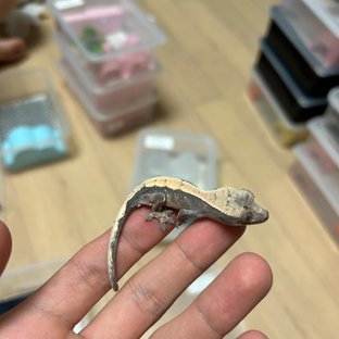 세이블
