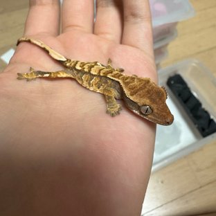 트라이 익스트림할리퀸