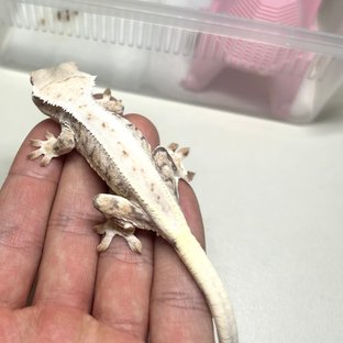 트라이 릴리화이트