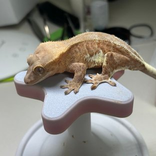 레드 팬텀 릴리화이트