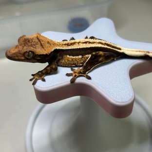 노멀 슈퍼스트라이프 풀핀 쿼드