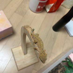 슈퍼달마시안 달마시안