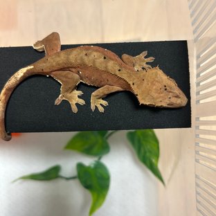 슈퍼달마시안 달마시안 레드
