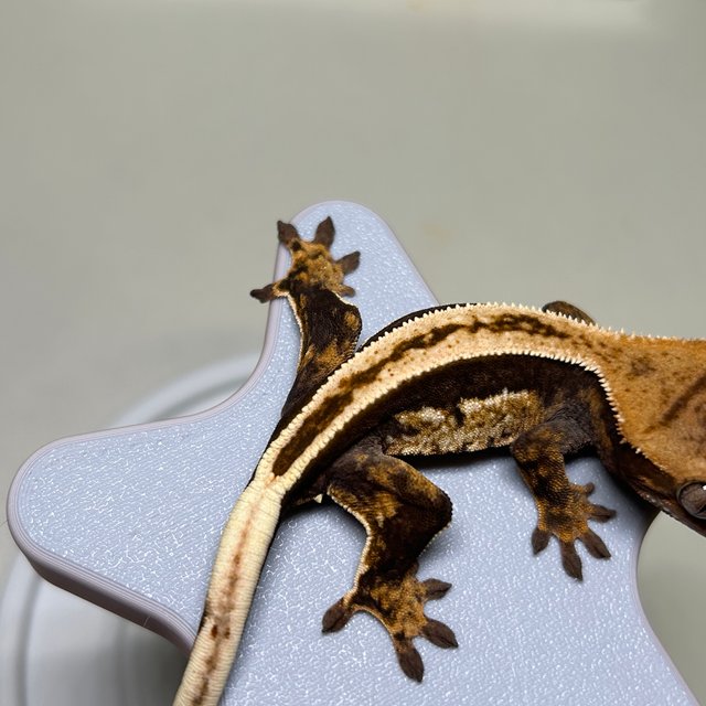 노멀 슈퍼스트라이프 풀핀 쿼드