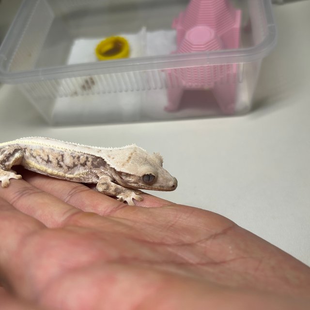 트라이 릴리화이트