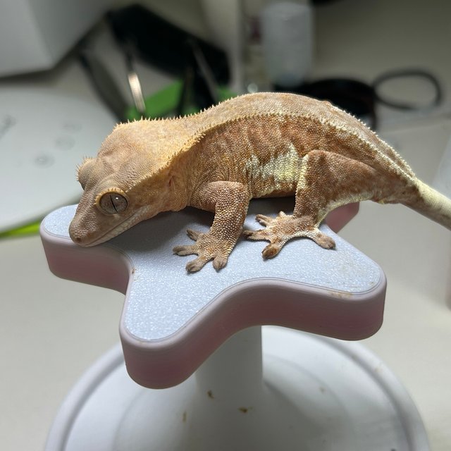 레드 팬텀 릴리화이트